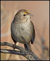 _3SB4440 golden-crowned sparrow